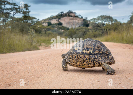 Leopard tartaruga safari attraversamento strada di ghiaia nel Parco Nazionale di Kruger, Sud Africa ; Specie Stigmochelys pardalis famiglia di Testudinidae Foto Stock