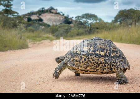 Leopard tartaruga safari attraversamento strada di ghiaia nel Parco Nazionale di Kruger, Sud Africa ; Specie Stigmochelys pardalis famiglia di Testudinidae Foto Stock