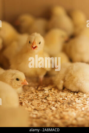 Bresse Gauloise Pollo Pulcino, 1 giorno a 2 settimane, Bresse Küken, Janja, Bosnia Foto Stock