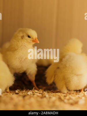 Bresse Gauloise Pollo Pulcino, 1 giorno a 2 settimane, Bresse Küken, Janja, Bosnia Foto Stock