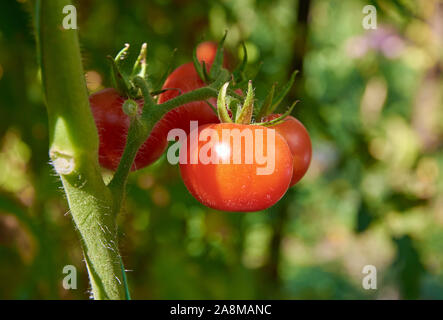 Quattro round red pomodori maturi sono in crescita sulla boccola Foto Stock