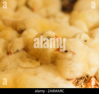 Bresse Gauloise Pollo Pulcino, 1 giorno a 2 settimane, Bresse Küken, Janja, Bosnia Foto Stock