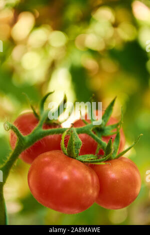 Quattro round red pomodori maturi sono in crescita sulla boccola Foto Stock