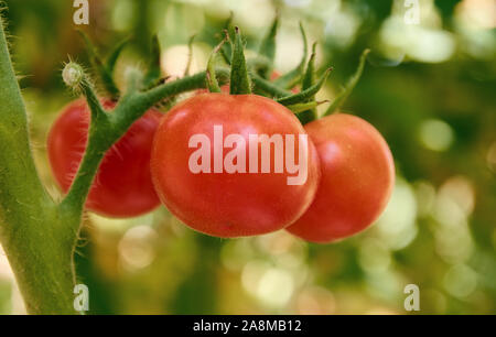 Quattro round red pomodori maturi sono in crescita sulla boccola Foto Stock