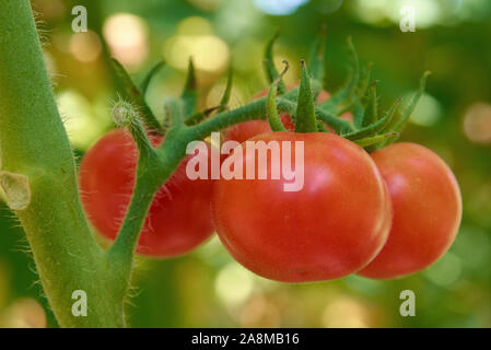 Quattro round red pomodori maturi sono in crescita sulla boccola Foto Stock