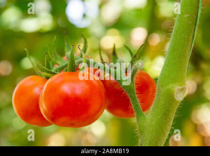 Quattro round red pomodori maturi sono in crescita sulla boccola Foto Stock