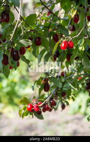 Ramo di sanguinello albero con molti mature Houndberries rosso Foto Stock