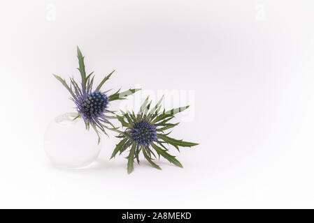 thistles blu, fiori in un piccolo vaso di vetro isolato su uno sfondo bianco Foto Stock