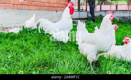 Bresse Gauloise pollo, Huhn, Janja in Bosnia Foto Stock