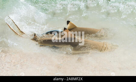 Squali pinna nera della barriera corallina, due squali con un pesce remora sul retro sulla riva di una spiaggia di sabbia rosa nella Polinesia francese Foto Stock