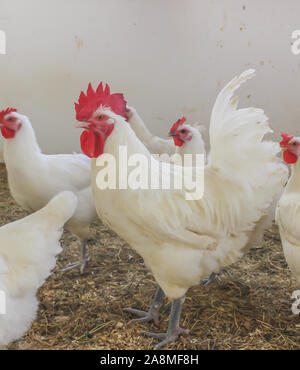 Bresse Gauloise pollo, Rooster, Huhn, Hahn, 16 settimane di età, Janja in Bosnia Foto Stock