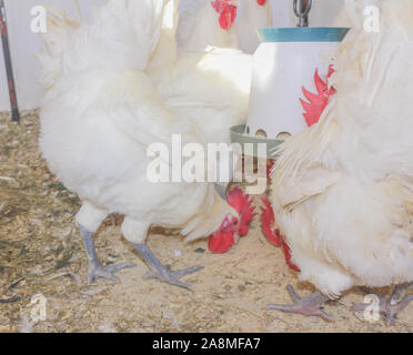 Bresse Gauloise pollo, Rooster, Huhn, Hahn, 16 settimane di età, Janja in Bosnia Foto Stock