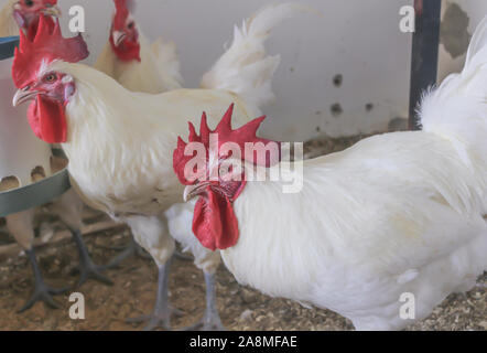 Bresse Gauloise pollo, Rooster, Huhn, Hahn, 16 settimane di età, Janja in Bosnia Foto Stock