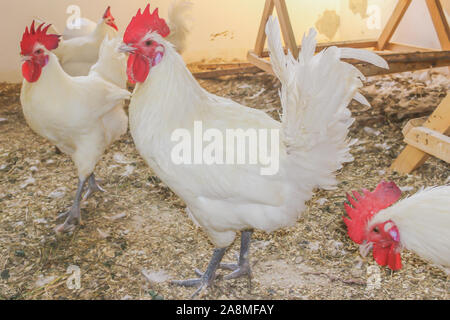 Bresse Gauloise pollo, Rooster, Huhn, Hahn, 16 settimane di età, Janja in Bosnia Foto Stock