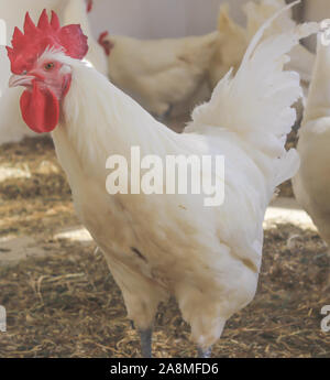 Bresse Gauloise pollo, Rooster, Huhn, Hahn, 16 settimane di età, Janja in Bosnia Foto Stock