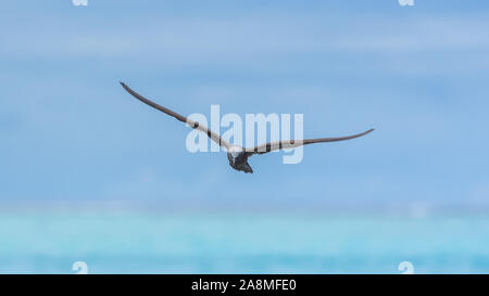 Noddy marrone, bird, Polinesia, Tetiaroa isola Foto Stock