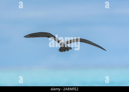 Noddy marrone, bird, Polinesia, Tetiaroa isola Foto Stock