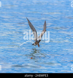 Noddy marrone, bird, Polinesia, Tetiaroa isola Foto Stock