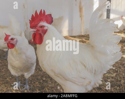 Bresse Gauloise pollo, Rooster, Huhn, Hahn, 16 settimane di età, Janja in Bosnia Foto Stock