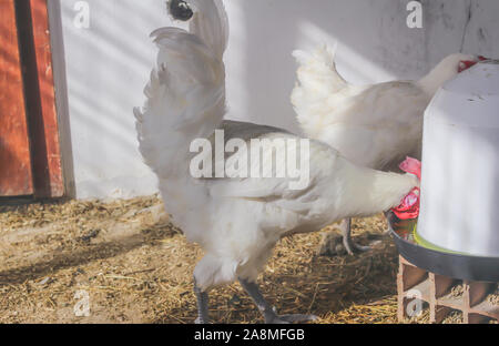 Bresse Gauloise pollo, Rooster, Huhn, Hahn, 16 settimane di età, Janja in Bosnia Foto Stock