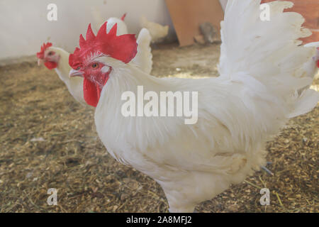 Bresse Gauloise pollo, Rooster, Huhn, Hahn, 16 settimane di età, Janja in Bosnia Foto Stock