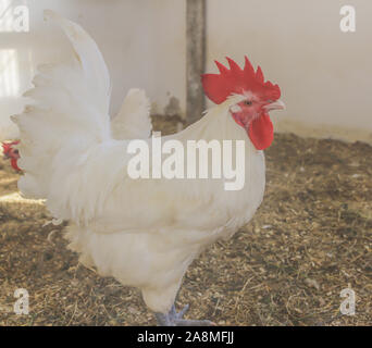 Bresse Gauloise pollo, Rooster, Huhn, Hahn, 16 settimane di età, Janja in Bosnia Foto Stock