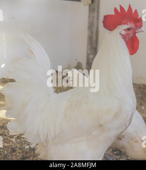 Bresse Gauloise pollo, Rooster, Huhn, Hahn, 16 settimane di età, Janja in Bosnia Foto Stock