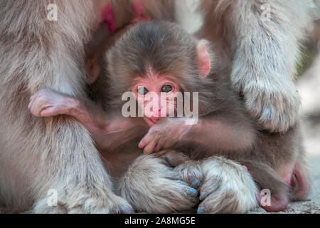 Macaque giapponese (Macaca fuscata), animale baby, Yamanouchi, Prefettura di Nagano, isola di Honshu, Giappone Foto Stock