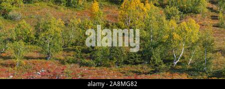 Autunnale di paesaggio di montagna con arbusti nani e roverella betulle, Naunz, Schwaz, in Tirolo, Austria Foto Stock