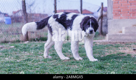 Custode del bestiame cane, Ciobanesc Romanesc de Bucovina, imbrancandosi cane della Romania, il cane pastore di Bukovina, LGD Janja in Bosnia Foto Stock