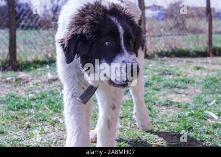 Custode del bestiame cane, Ciobanesc Romanesc de Bucovina, imbrancandosi cane della Romania, il cane pastore di Bukovina, LGD Janja in Bosnia Foto Stock