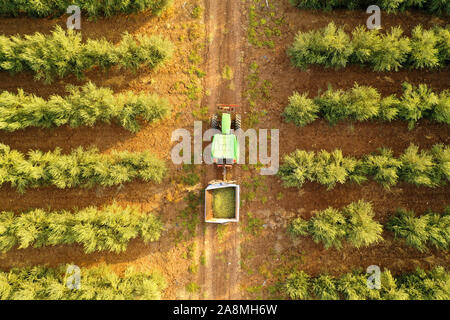 Trattore verde e rimorchio caricato con olive fresche raccolte mature che attraversano una piantagione di olivo, Aerial Foto Stock