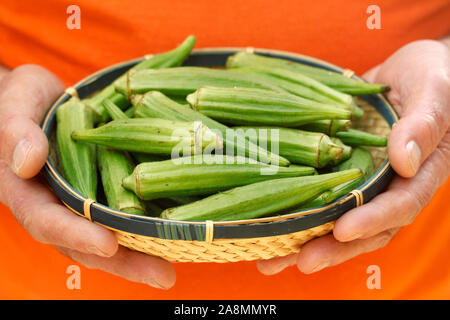 L'Okra o gombo. Abelmoschus esculentus. Foto Stock