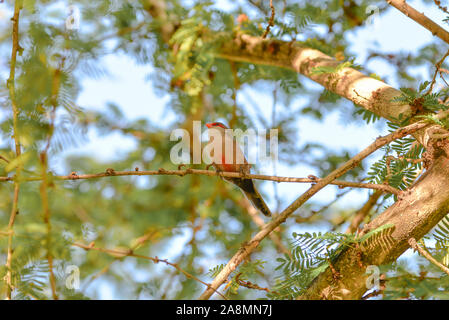 Waxbill comune, Estrilda astrid, uccello tropicale a Sao Tomé e Principe, uccello africano con un becco rosso Foto Stock