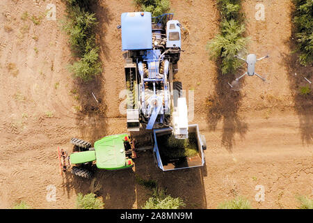 Il drone agricolo monitora un processo di olivi raccolti scaricati in un rimorchio del trattore, immagine aerea dall'alto verso il basso. Foto Stock