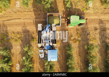 Il drone agricolo monitora un processo di olivi raccolti scaricati in un rimorchio del trattore, immagine aerea dall'alto verso il basso. Foto Stock