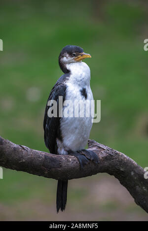 Pied Cormorant piccolo, Microcarbo melanoleucos, uccelli marini Foto Stock