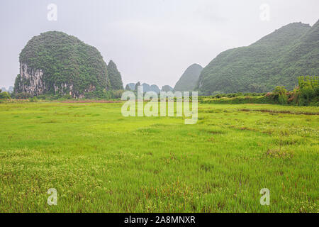 Affacciato su un prato nelle colline carsiche nelle vicinanze di Yangshuo vicino a Guilin Foto Stock