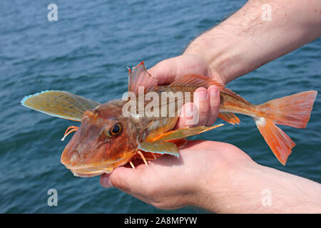 Capone gallinella Chelidonichthys lucerna Foto Stock