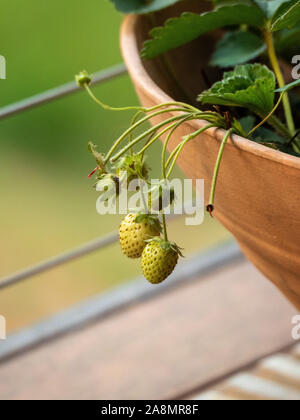 Unmaturo, frutto di pianta di fragola. Fragole bianche di colore verde pallido ancora in crescita, non ancora mature, appese sul bordo della pentola color terracotta Foto Stock