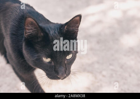 Gatto nero cammina da sola - libertà di scelta Foto Stock