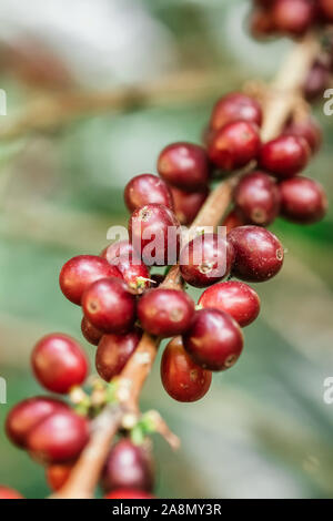 Red i chicchi di caffè maturazione su un albero di caffè close up Foto Stock