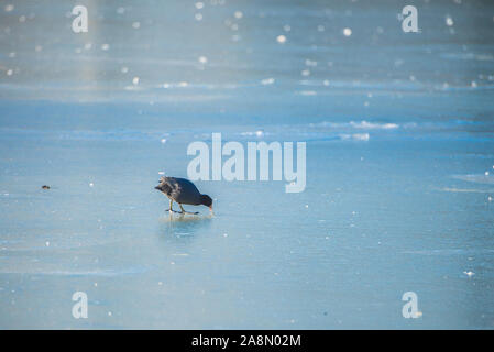 Eurasian Coot, Fulica atra in inverno, su un lago ghiacciato Foto Stock