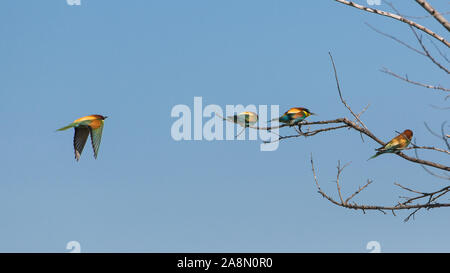 Rullo europeo, coracias garrulus, uccello colorato Foto Stock