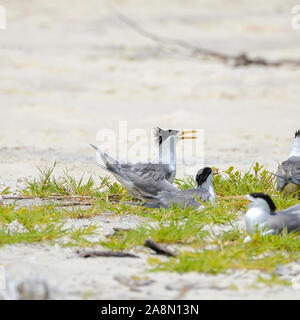 Grande tern crestato, uccello di mare, Polinesia, uccelli uova da cova Foto Stock