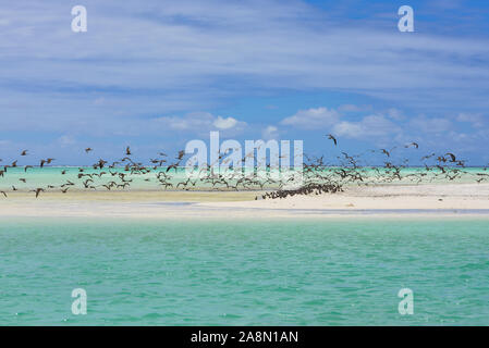 Nube spessa di uccelli, marrone Noddy, uccello, Polinesia, Tetiaroa isola Foto Stock