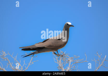 Noddy marrone, bird, Polinesia, Tetiaroa isola Foto Stock