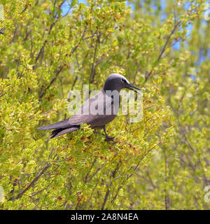 Noddy marrone, bird, Polinesia, Tetiaroa isola Foto Stock