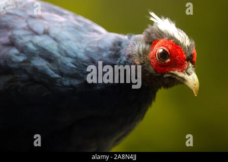 Testa colorata con una cresta bianca di un raro e criticamente minacciato fagiano di edwards lophura edwardsi maschio, couriously Looking Foto Stock