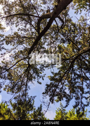 La vibrante pini preso dal suolo Foto Stock